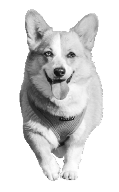 Dancing Corgi